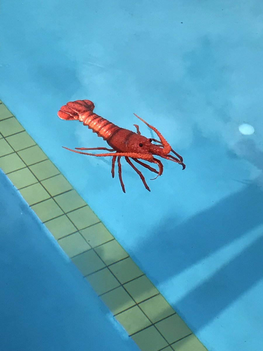 KST_73's tweet photo. 高津高校のプールには伊勢エビが生息している模様です。 https://t.co/NcgnMRVAKT