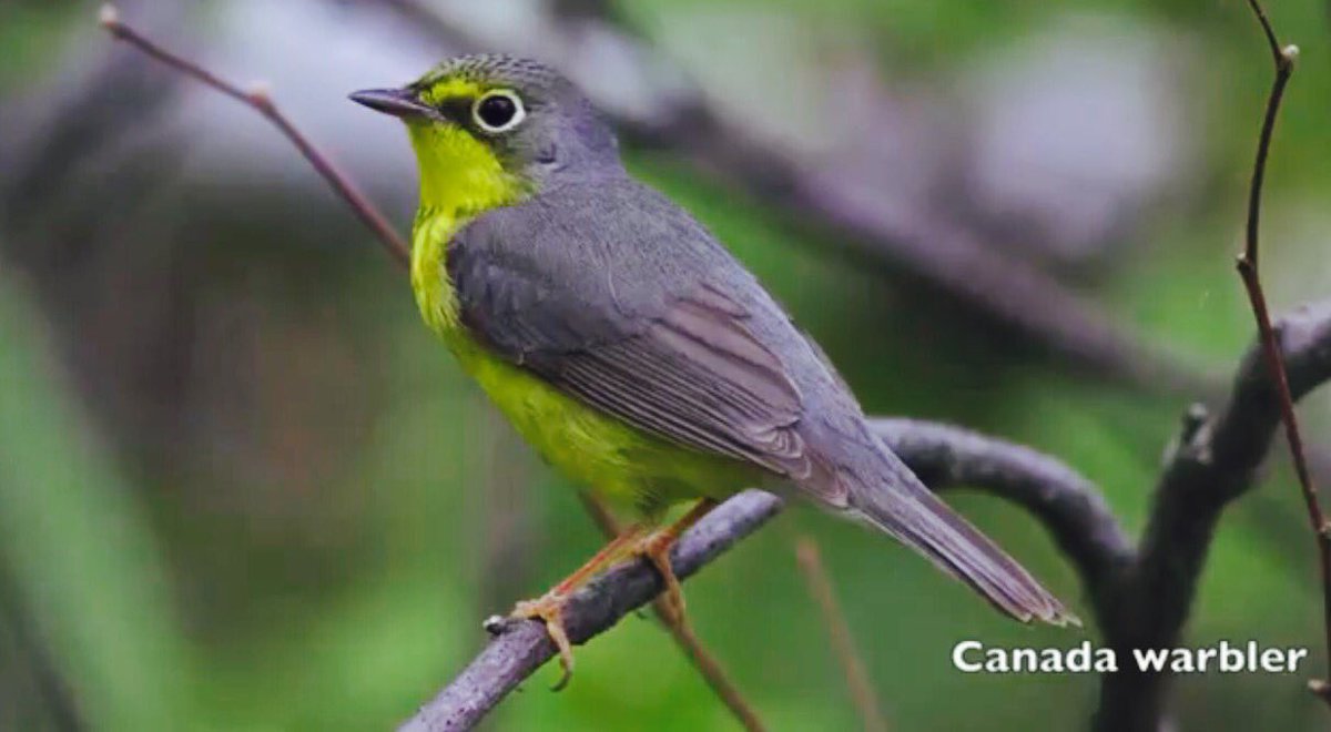 sharonePack's tweet photo. Best "Alarm" ever!
Birds chirping outside my window
#Spring #Morning
#SongsOfSpring
https://t.co/WdmmtZH4Ab https://t.co/jzKT3A3cTS