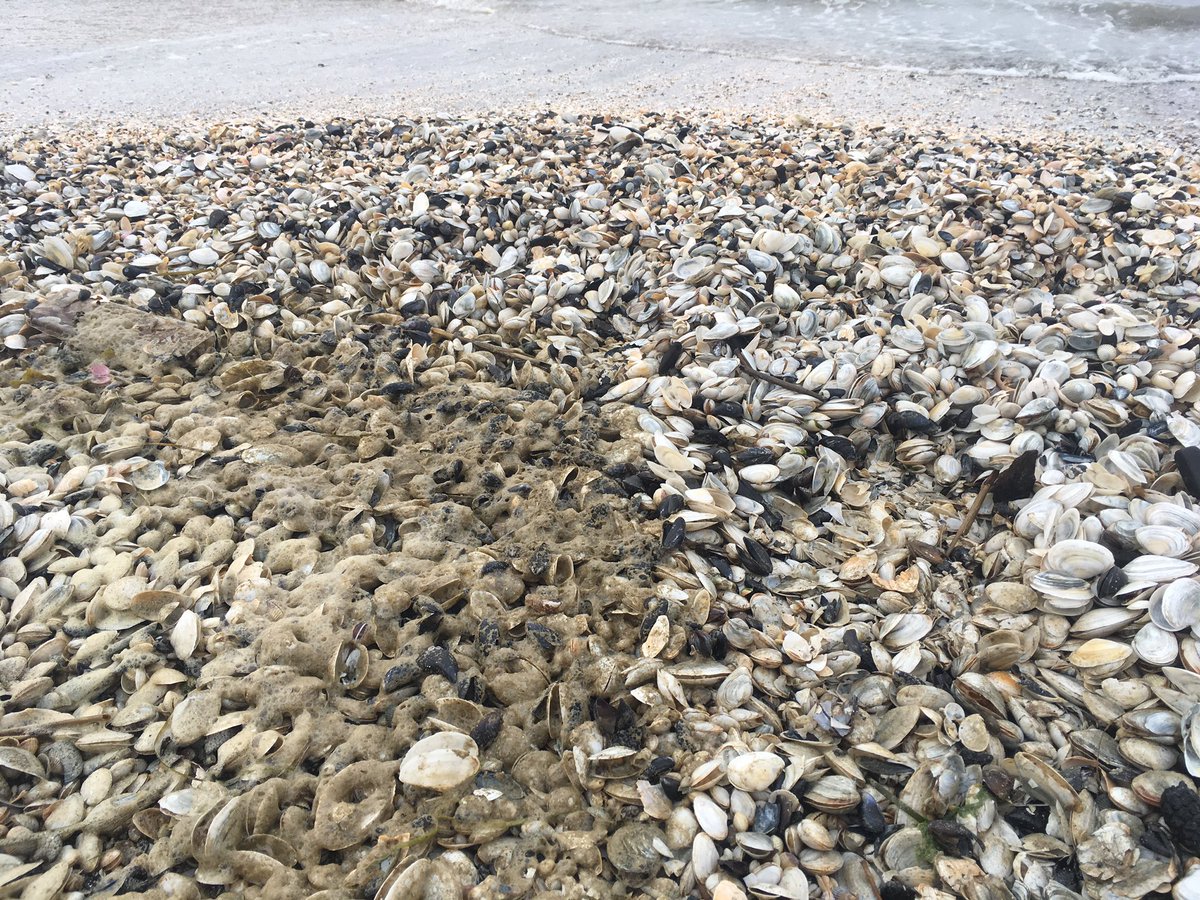 Achtung, Achtung! Das Beerrace auf dem #goldstrand11 ist abgesagt! Es gibt ein Muschelrace.