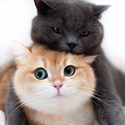 ごる猫 S っ Fwf っ 小さな歌姫 クマちゃん トラブルメーカー モフッと重なる3匹のネコがとってもラブリー ねとらぼ T Co Ccrq9njy9o Itm Nlabさんから T Co Dfvbbgcblw Twitter