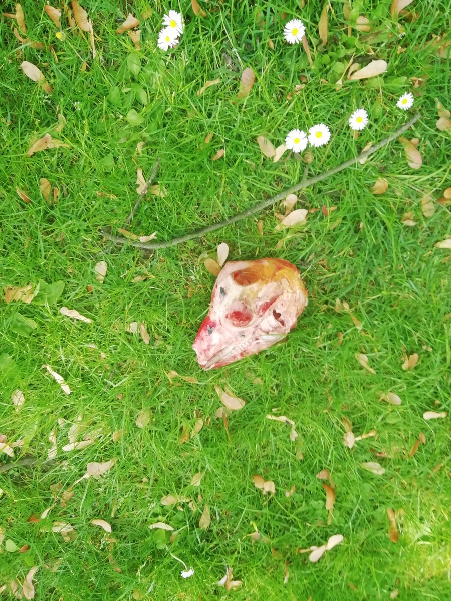 CrazyChicKim's tweet photo. In het park net een schapenkop gevonden gelijk politie gebeld https://t.co/fERbiwsDAE