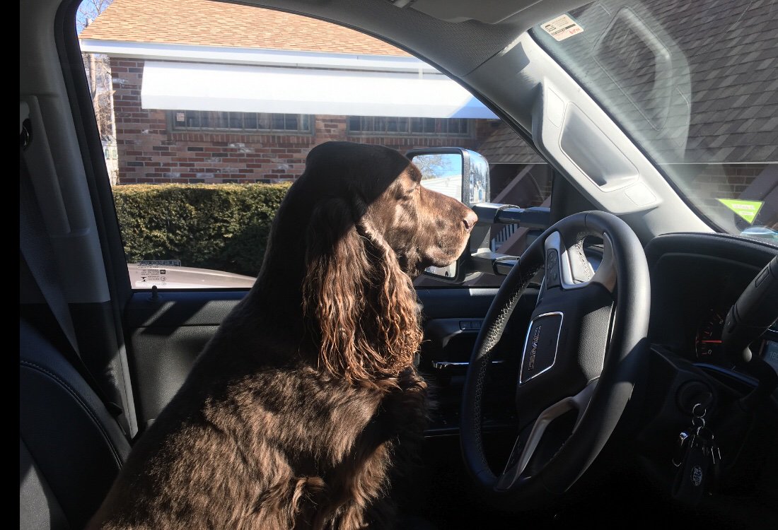 capecodbeer's tweet photo. Buster Brown is so excited about the #FoBDP BarkRaiser at the brewery today that he’s already waiting in the car to go! #comeondadletsgo #belikeBuster and join the pups and pals at the brewery from 11-4 today! https://t.co/X9369u3IBo