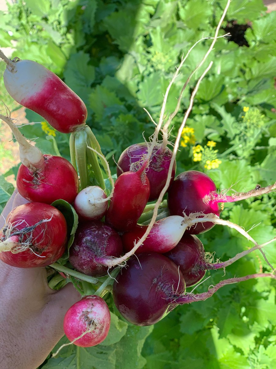 OwenCodey's tweet image. First crop of 2019