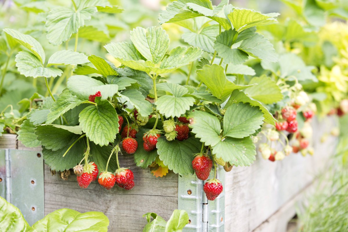 If you're growing any of our new strawberries this year, here are some tips worth sharing: 🍓Strawberries require 6 or more hours of direct sun 🍓They love well-drained areas; containers and raised beds are ideal 🍓Don't forget to water! #growyourown #ediblegarden