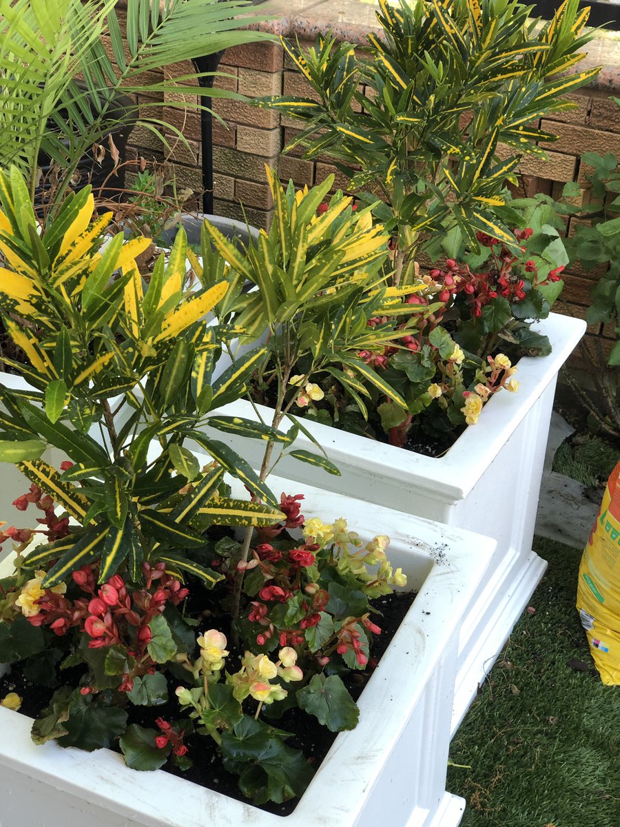 Thanks to everyone who give me the heads up on the azaleas, getting the garden sorted. #NYC #UrbanGarden #outdoors #nature