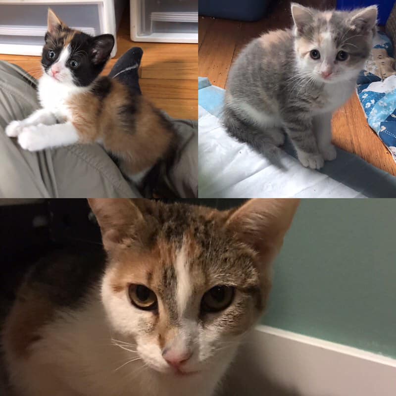Wouldn’t you like to snuggle a kitten? Stop by our Petsmart Adoption  Center today from 12-4 for an adoption event. The kitties would love to  meet you! They’ll be at 3319 N Ashland Ave in Chicago (free parking lot)  all afternoon, Saturday, May 18. Come on by!