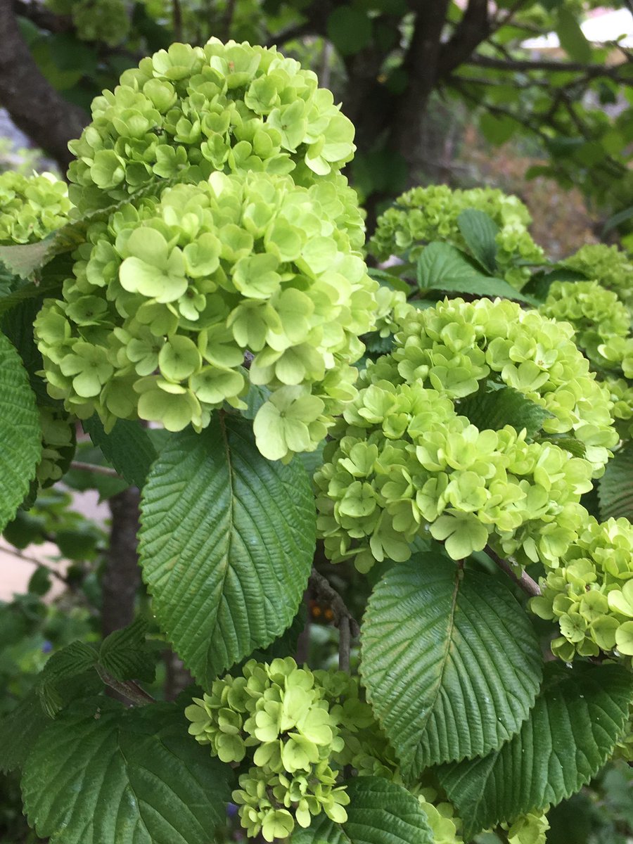 ShimadaTerry's tweet photo. 蓼科バラクライングリッシュガーデンで見かけたグリーン、緑、の花です。
名前をチェックしてません。

Blue flower blooming at Tateshina Barakura English Garden

#バラクラ #蓼科 #イングリッシュガーデン
#barakura #tateshina #englishgarden https://t.co/pUlOlmqmSO