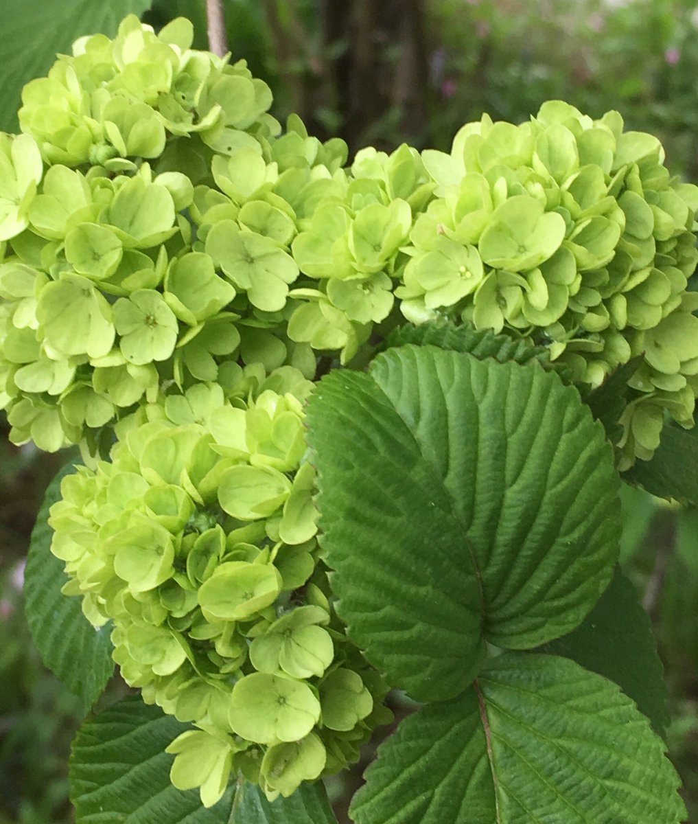 ShimadaTerry's tweet photo. 蓼科バラクライングリッシュガーデンで見かけたグリーン、緑、の花です。
名前をチェックしてません。

Blue flower blooming at Tateshina Barakura English Garden

#バラクラ #蓼科 #イングリッシュガーデン
#barakura #tateshina #englishgarden https://t.co/pUlOlmqmSO