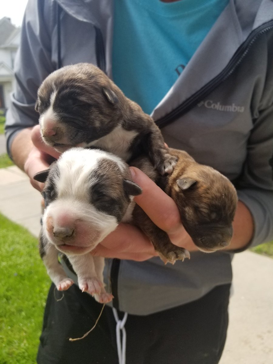 PitDetroit's tweet image. These sweet pups were rescued from underneath a porch in Detroit yesterday. Sadly mom was no where to be found. All 4 pups spent the night at Advanced Animal Emergency and today they are well enough to be released.