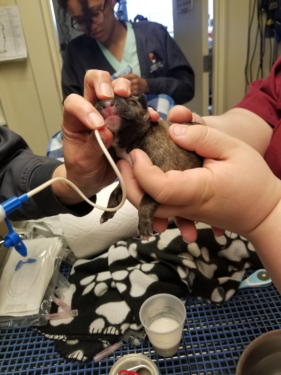 PitDetroit's tweet image. These sweet pups were rescued from underneath a porch in Detroit yesterday. Sadly mom was no where to be found. All 4 pups spent the night at Advanced Animal Emergency and today they are well enough to be released.