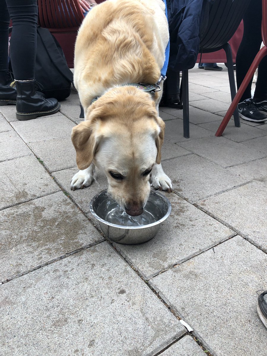 Leg 2 complete and time for a rest and a big bowl of water for Sharkey #Nanny2NannyWalk @ChildhoodTT  💙💚🥾🐶 <a href="/BrownlowDarren/">Darren Brownlow</a> <a href="/HelenBrownlow1/">Helen Brownlow</a>