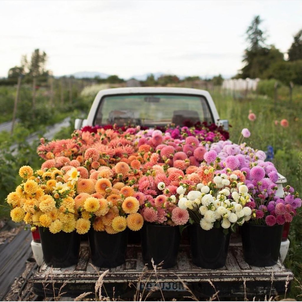 onlyfivesso's tweet photo. Let your best Spring skin bloom with coffee-infused skincare. 
.
.
#fivesso #fivessoexperience #benatural #coffeesoaps
#feelnatural #coffeescrubs #fivessolocal #naturalskincare
#coffeeskincare #skincare #skincareaddict #beauty
#skinroutine #selflove #blooms #flowerhaul https://t.co/9MbWu46EAr