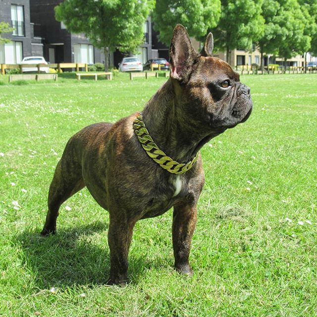RegalDogUK's tweet photo. 👑 The 25mm Gold
.
🛒 Shop Today at https://t.co/tRIJMjNf4s
.
#RegalDog #RegalCollars #DogChains #RegalDogStyle #DogAccessories #DogBling #DogJewellery #FrenchBulldog #Frenchie #frenchieoftheday #TheFrenchiePost #TheFrenchieFollowing #frenchie_photos #frenchiesociety #frenchy #… https://t.co/r6faNVmQDP