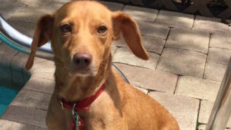 BeagleRescue's tweet photo. These lovely ladies are looking for their furever homes. Carolina, Karma, Mossy &amp; Kaycie. Each guarantee to love and bring you smiles everyday. https://t.co/CK030fPc26 https://t.co/vtyTlwTCah