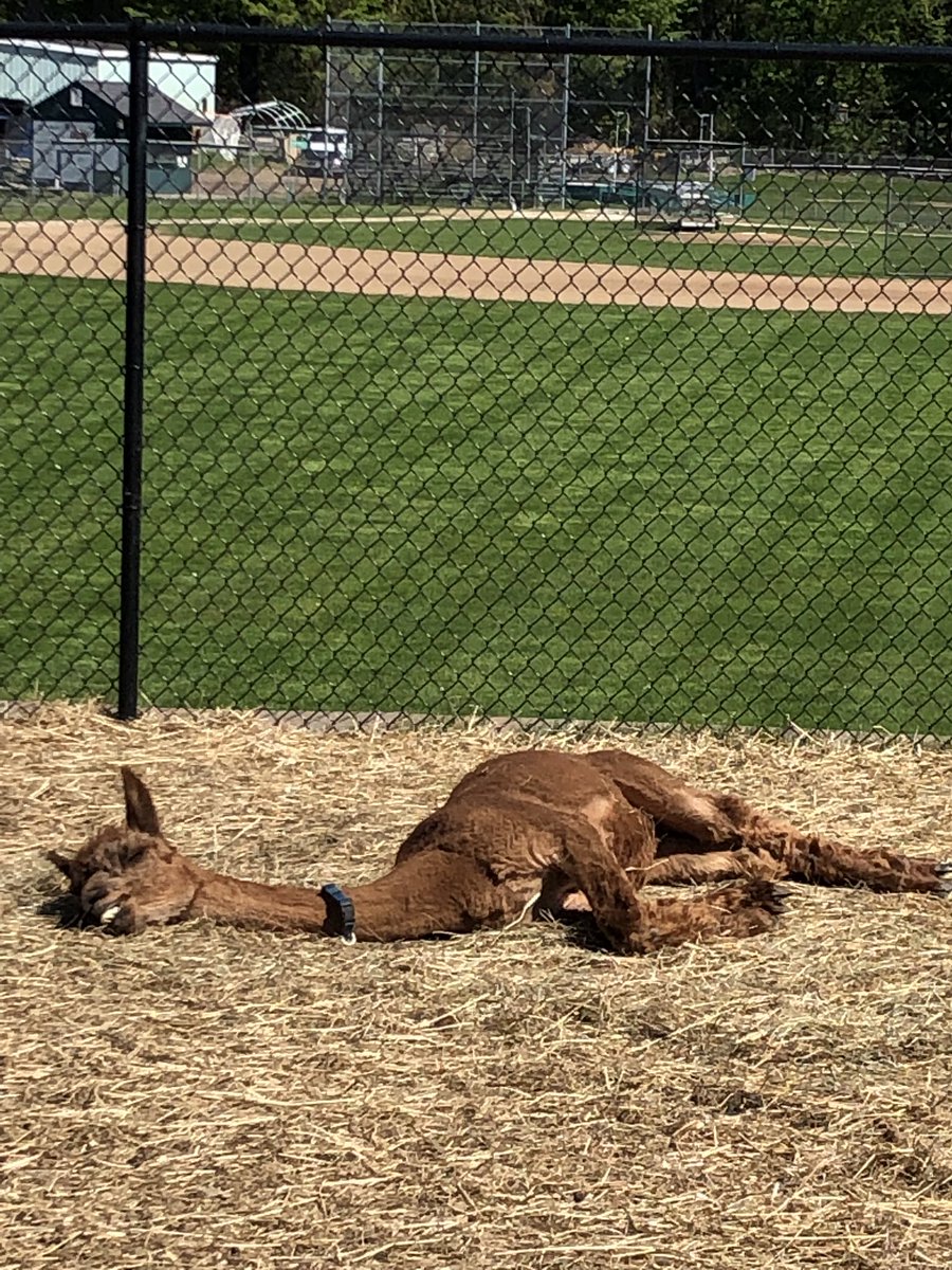 ffa_nys's tweet photo. This is Frenchie the sunbathing alpaca at Dover Career technical center https://t.co/hY1LefwFhg