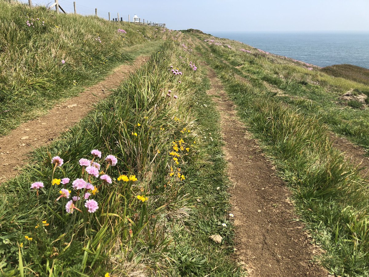 EppingPoet's tweet photo. Moors or coastline? Can’t chose which.
I guess I’m fifty fifty.
I know I like my landscape rich
But I like my coast path Thrifty.
#Dorset #Poetry #coast #Flowers https://t.co/0GAO7wDX9U