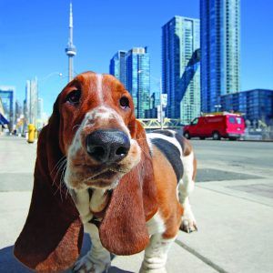 woofstock's tweet photo. HAVE YOU HEARD?! We've got a great lineup of celebri-pups joining us at #Woofstock2019! Who are you and your pup most excited to meet?! @dean_the_basset @pompomchewy @mightymorkie https://t.co/u4PcfcEFfx #instafamous #dogsoftwitter #toronto #yyz #doglover https://t.co/tHYkwzg2Db