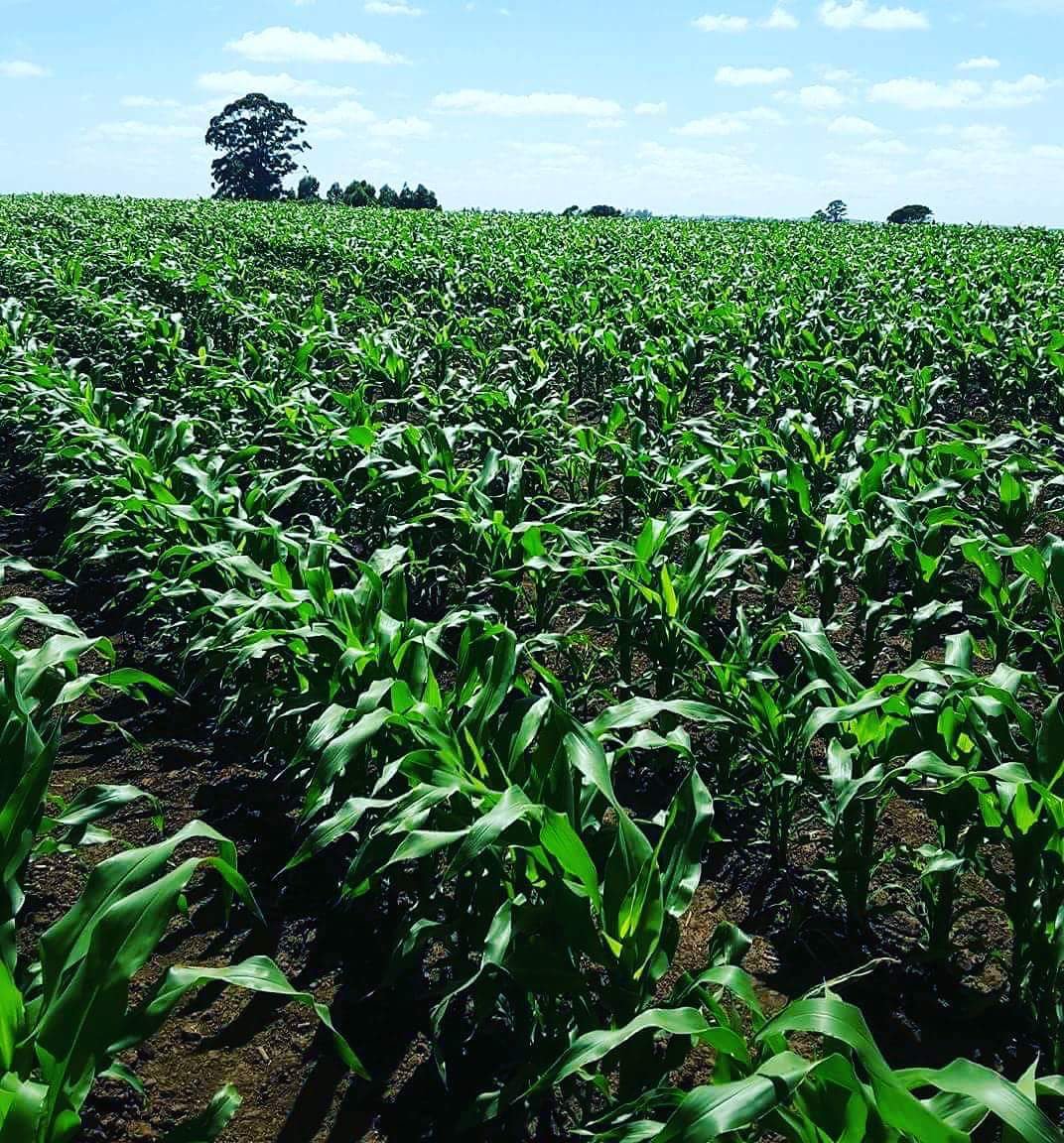 MliboQ's tweet photo. End of term 2014-2019 we started great commercialized agriculture.... https://t.co/qi6P2n77Up