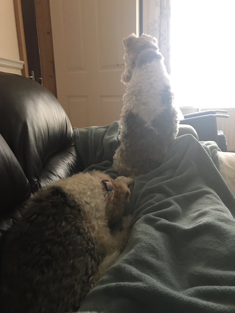 megkat22's tweet photo. @arkyairedale #dogsofeurovision https://t.co/WZTagc9wVF