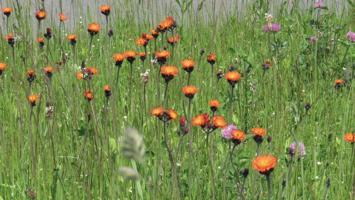Mako 紅輪蒲公英 コウリンタンポポ Hieracium Aurantiacum 33 Mako 紅輪蒲公英 コウリンタンポポ Hieracium Aurantiacum 33