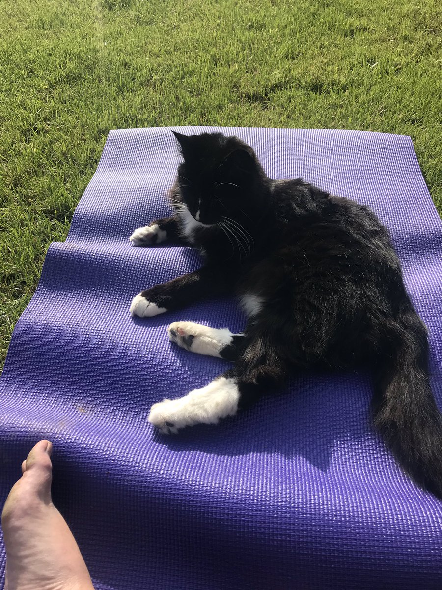 jojomay1's tweet image. yoni yoga practice by the orchid earlier this evening....with company #lovespring #outdoorenergy#nourishing