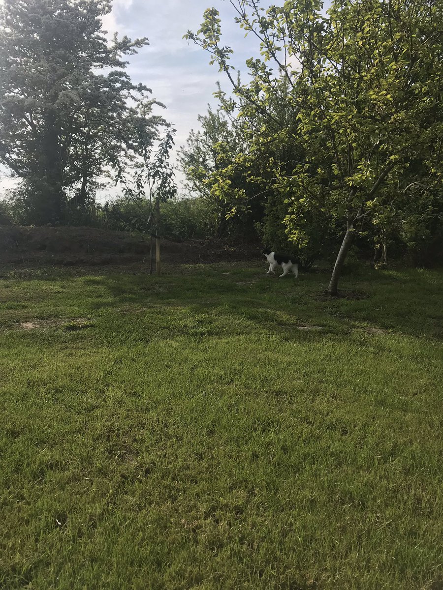 jojomay1's tweet image. yoni yoga practice by the orchid earlier this evening....with company #lovespring #outdoorenergy#nourishing