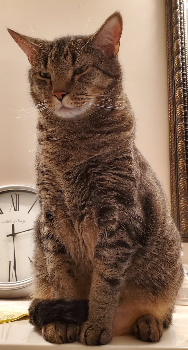 Cohh Carnage tweet media