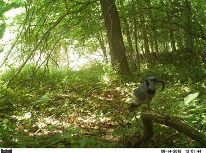 Canid_Camera's tweet photo. The early bird gets the worm, or more often for this Blue Jay, the caterpillar, grasshopper, or beetle! https://t.co/f64e8RNMuE