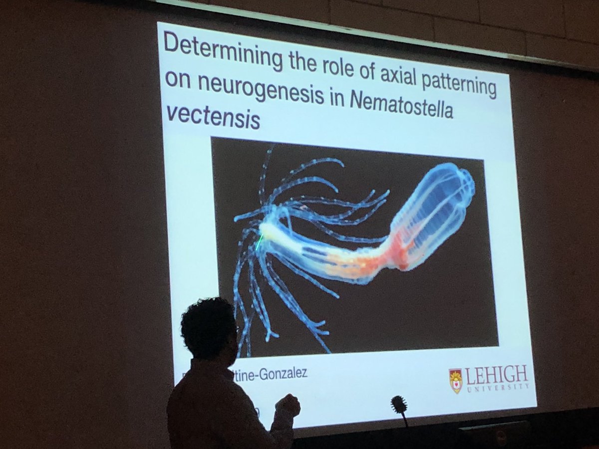 Society for Developmental Biology (@socdevbio) on Twitter photo Oh the places youāll go. #ChooseDevelopment! Alumni Dylan Faltine Gonzalez a grad student <a href="/LehighU/">Lehigh University</a> shares his work on role of oral-aboral patterning on neurogenesis in sea anemone at #MASDB2019 Oh the places youāll go. #ChooseDevelopment! Alumni Dylan Faltine Gonzalez a grad student <a href="/LehighU/">Lehigh University</a> shares his work on role of oral-aboral patterning on neurogenesis in sea anemone at #MASDB2019