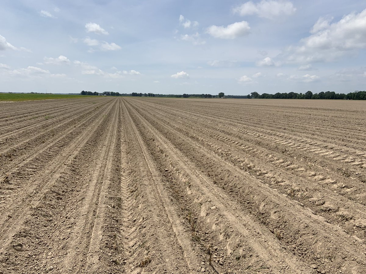 Перепишите текст вставляя пропущенные буквы и знаки препинания. Русский язык 7 класс баранов учебник зеленый учебник. Сухое поле. Земля горизонт. Woman picking strawberries.