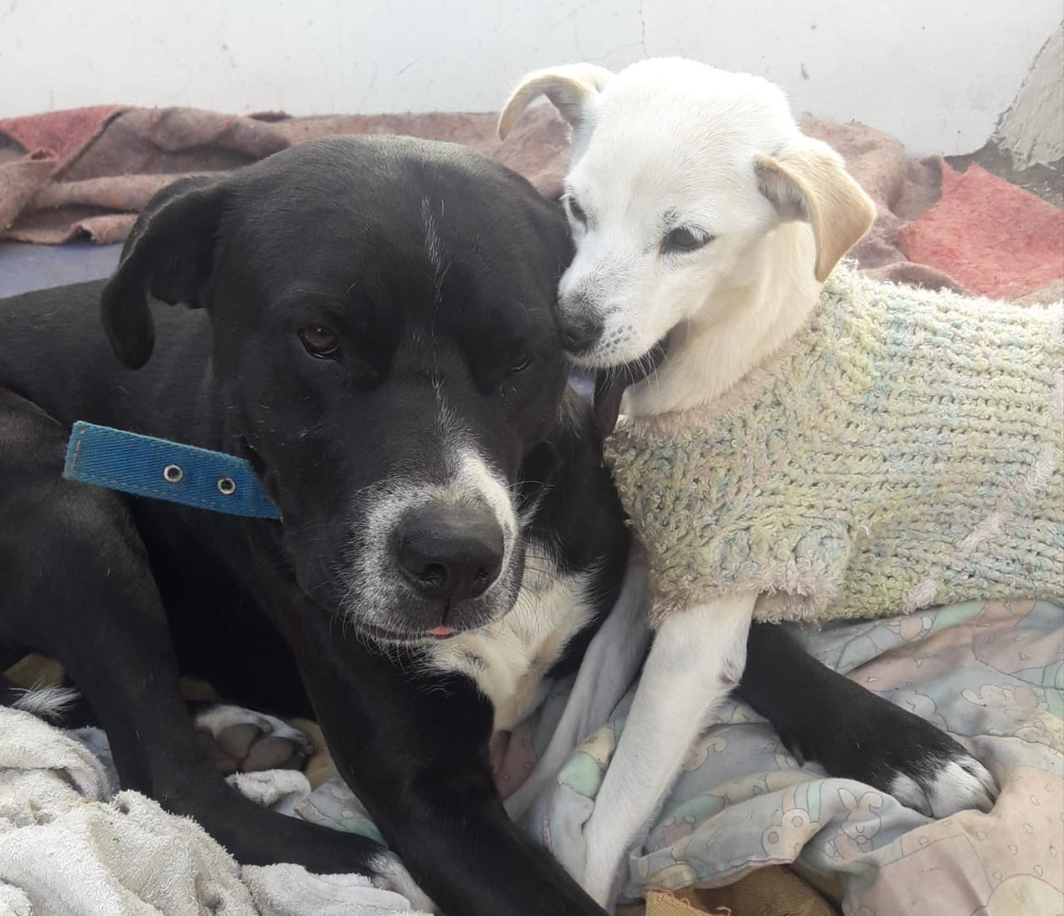 DiscasCba's tweet photo. Empezamos el finde con la historia más tierna de una verdadera amistad 💕
#Popys y #Escribano 💟
Inseparables compañeros , ella es disquita y él su apoyo incondicional...
Deseamos que tengan una excelente jornada y que se den plenas adopciones para poder seguir rescatando! https://t.co/n2dReDavKg
