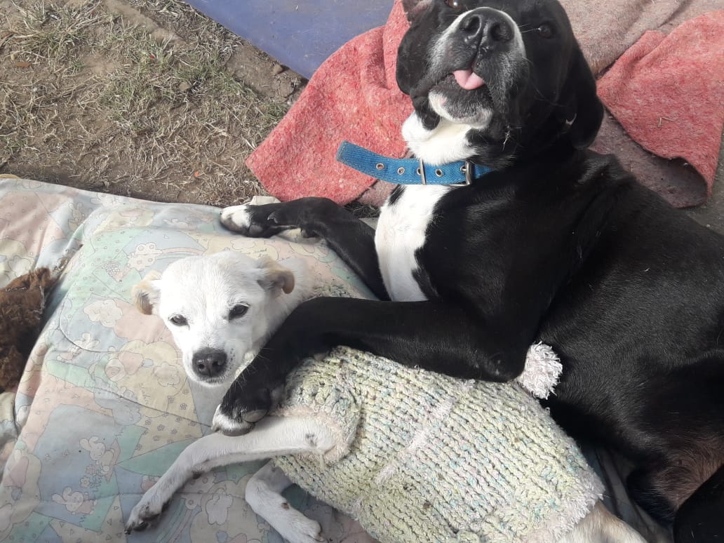DiscasCba's tweet photo. Empezamos el finde con la historia más tierna de una verdadera amistad 💕
#Popys y #Escribano 💟
Inseparables compañeros , ella es disquita y él su apoyo incondicional...
Deseamos que tengan una excelente jornada y que se den plenas adopciones para poder seguir rescatando! https://t.co/n2dReDavKg