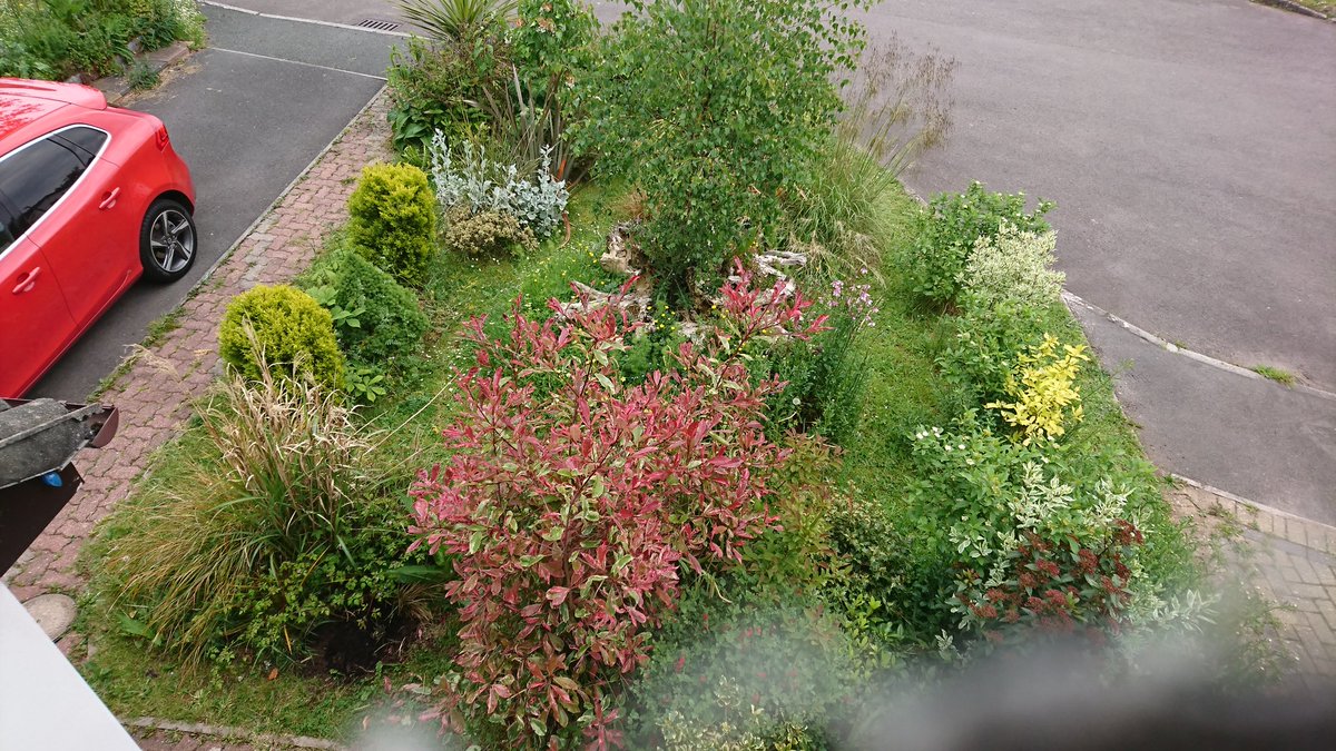 Ive created a haven for wildlife in my frontgarden with a centrepiece of a tree stump @LGSpace @MeadowInGarden @meadowchampions @MonMeadows