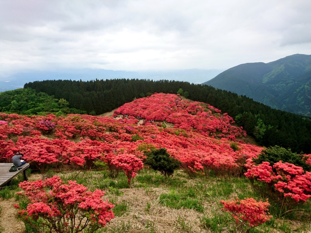 ア ツ 大阪奈良またぐ大和葛城山のツツジが見頃を迎えておりますとの報告をします