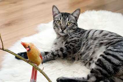 SafeCatSafeBird's tweet photo. Please follow @NatureCanadato continue to get news, tips &amp; tricks for #SafeCats and #SafeBirds. This account will be shutting down May 26th. https://t.co/rZA8TDy6Y3