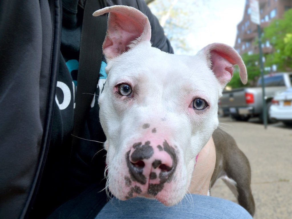 KeithOlbermann's tweet photo. THEY WILL KILL GORGEOUS SKY TODAY. She trusts and warms up quickly with new people, may not be ready for kids, isn’t bothered by dogs. Dumped and dead unless our pledges via @chortletown attract a Rescue, or Foster/Adopter. ID is #62226. PLEASE RT! https://t.co/0tIbr82s6Y https://t.co/08bnhIAgO3