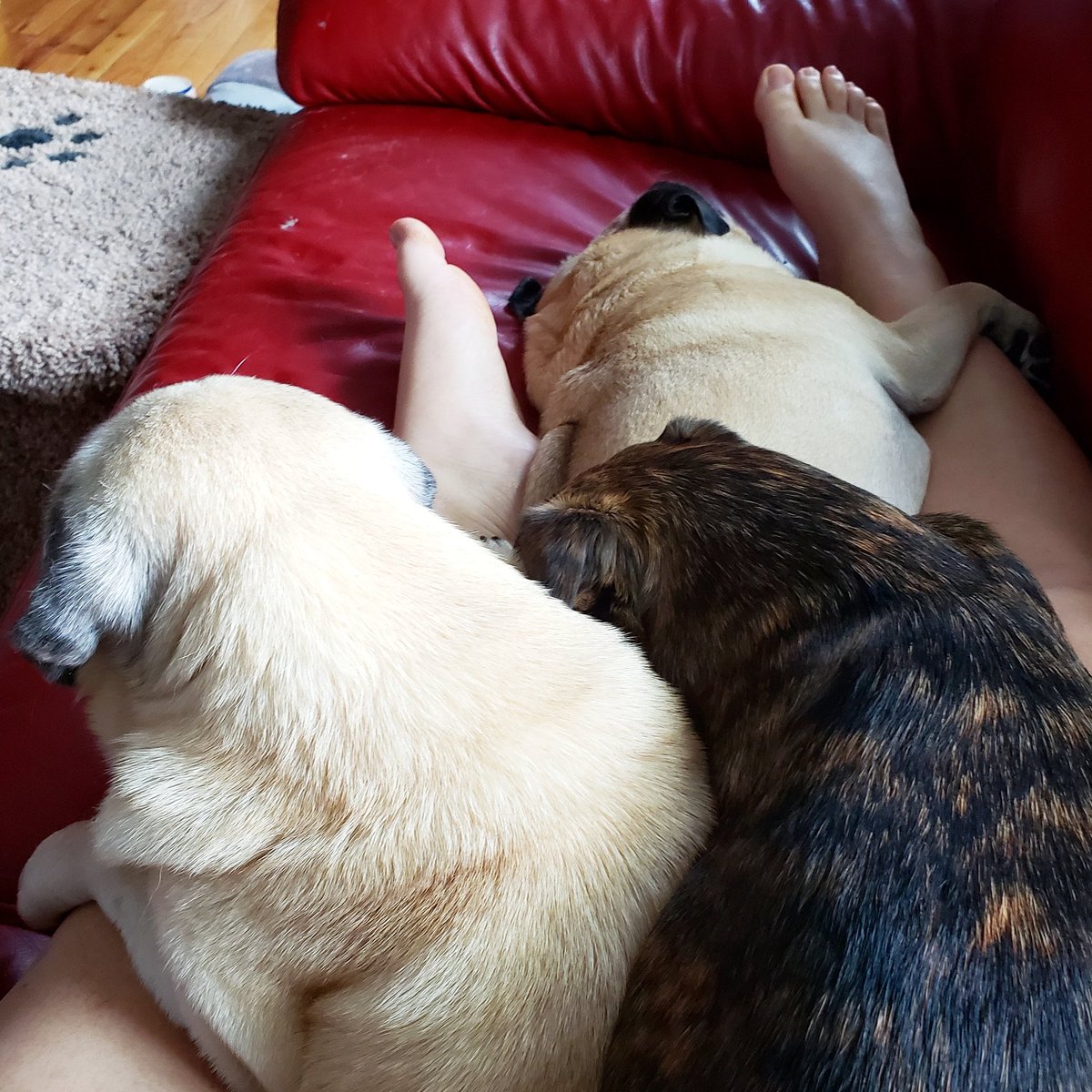 funaek's tweet photo. I really wish I hadn't drank so much coffee. I guess I'll just have to wait until one of them moves. #grumble #grumblehuddle #grumblesquad #grumbleblanket https://t.co/gDqPOPaYpL