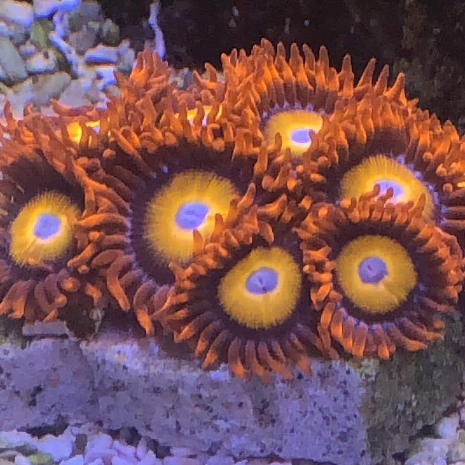 BayouReef's tweet photo. #aquarium #aquaculture #coral #corals #allmymoneygoestocoral #eatsleepreef #saltwatertank #reeflife #reeftank #reefaquarium  #saltwater #reef #reefdiaries #fishtank #coralreef #saltwateraquariums #instareef #reefrevolution  #sps #lps #bayoureefkeeping #reefaddict #GoToAquaFest https://t.co/e3irZAxXju