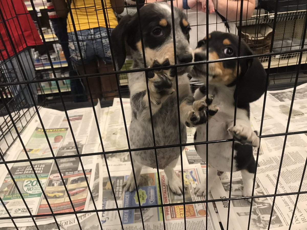 Petsmart 0255 tweet media