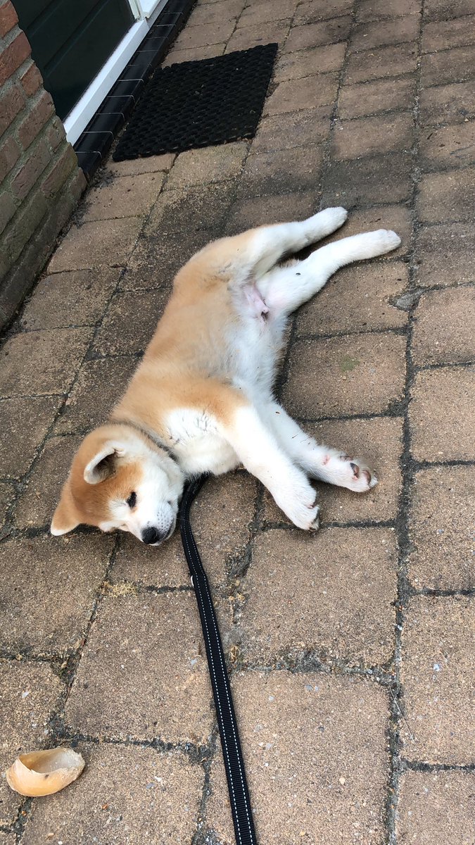 Grdzz's tweet photo. Onze Cooper in hogere sferen. #akita #hachi #pup 9 weken https://t.co/CorehBBlyF