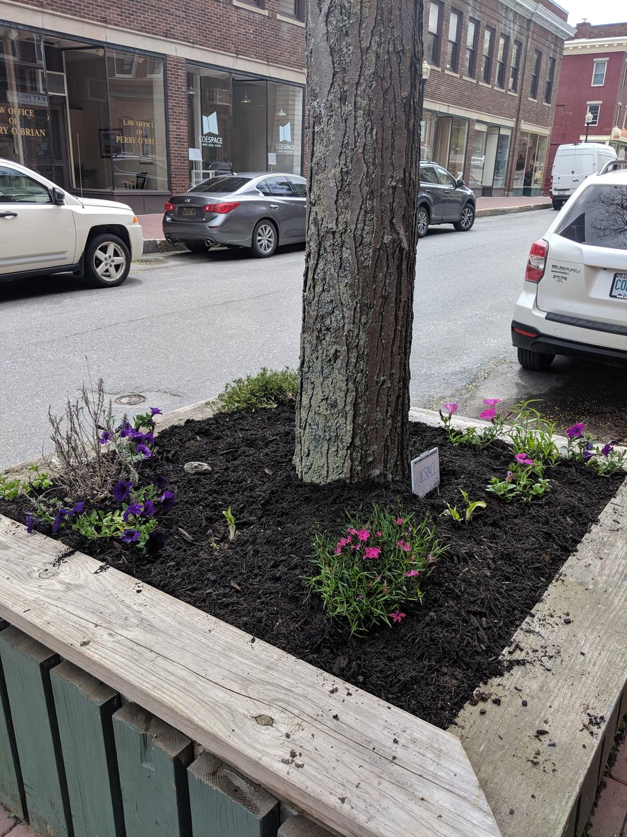 It's #BigDig day in #DowntownBangor and we've spruced up our beds. (In some spaces, there are hostas just waiting...)