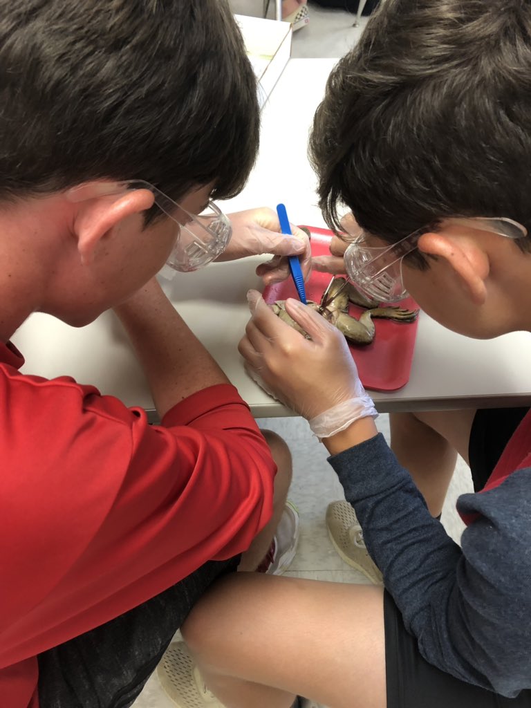 mrs_meltzer's tweet photo. Frog dissections were a HIT! We had a blast yesterday learning all about the similarities and differences between a frog and human 🐸💯🤓🥽 #7thgradescience #beBCMS @BryanCountyMS https://t.co/D5jafB9wiq