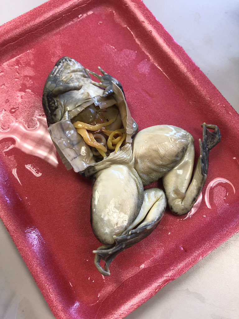 mrs_meltzer's tweet photo. Frog dissections were a HIT! We had a blast yesterday learning all about the similarities and differences between a frog and human 🐸💯🤓🥽 #7thgradescience #beBCMS @BryanCountyMS https://t.co/D5jafB9wiq