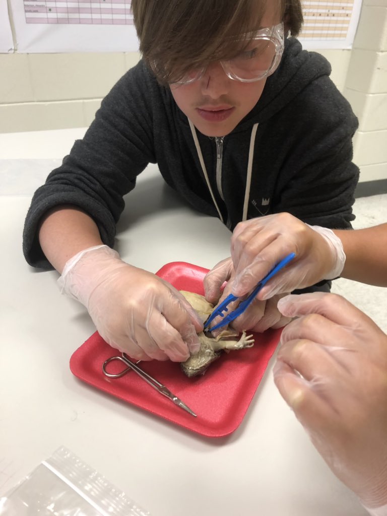 mrs_meltzer's tweet photo. Frog dissections were a HIT! We had a blast yesterday learning all about the similarities and differences between a frog and human 🐸💯🤓🥽 #7thgradescience #beBCMS @BryanCountyMS https://t.co/D5jafB9wiq