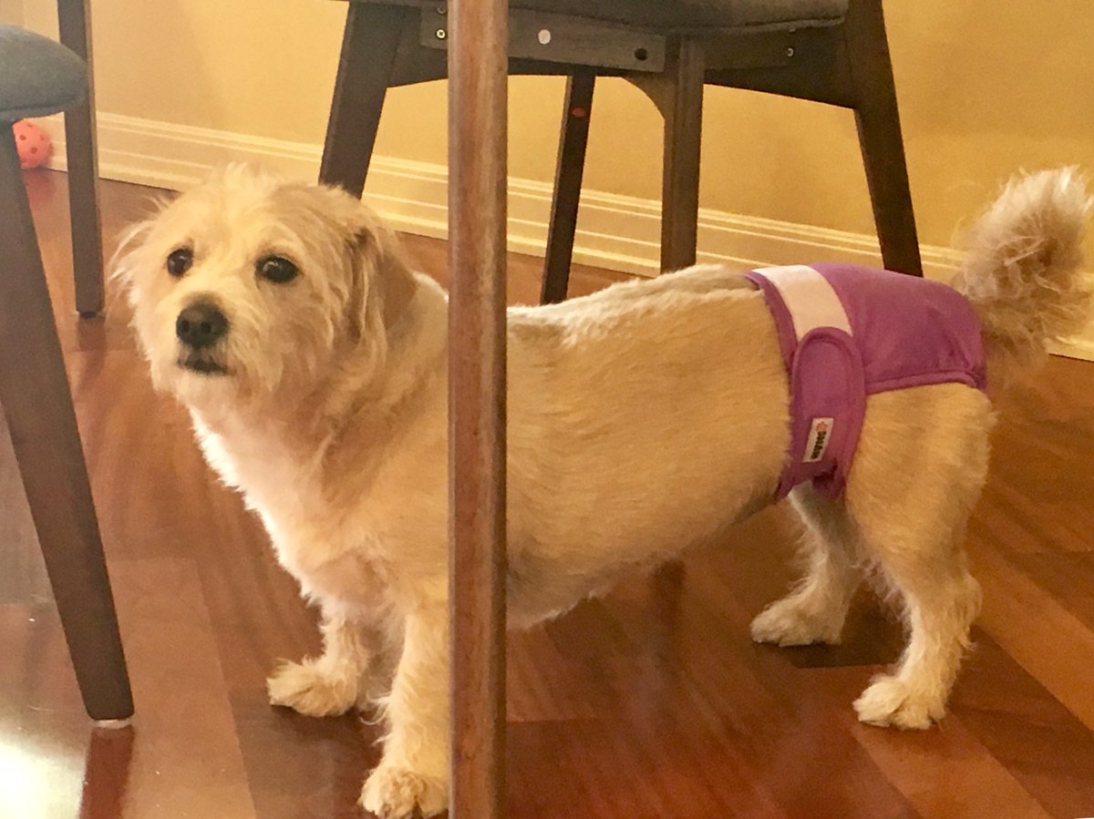 Angie’s ruined three rugs and we’re praying her stench comes out of the couch cushion, so yeah, that’s how we got here.