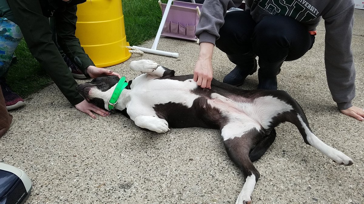 Come out to the sycamore neighborhood yard sale (alpha street). We've got furniture, books and a cute dog you can pet while you shop!