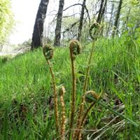 kindrogan's tweet photo. Inspired by #PlantDay? We are loving watching the ferns on site unfurl at the moment.  Why don't you join us on our Fern Identification course? https://t.co/ZrZQAnXciu https://t.co/JeXEettCnG