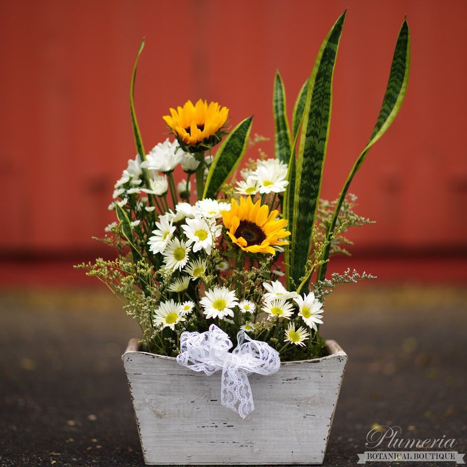 plumeriabb's tweet image. Sunflowers &amp;amp; Snake Plants
#flowers #plants #sendthebest