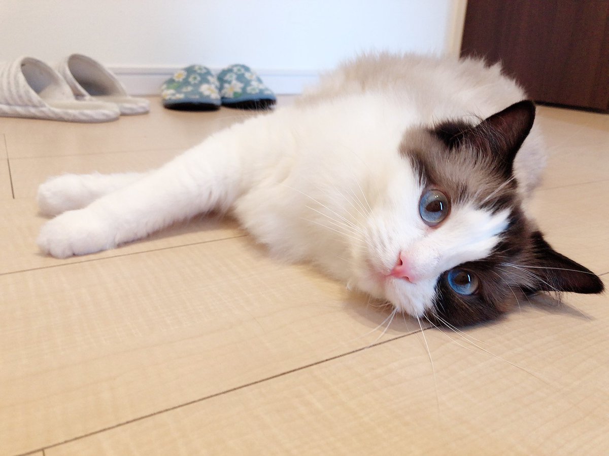 mk19970097's tweet photo. 床は冷たくて気持ちいいにゃ〜💕

#ラグドール
#ノルウェージャンフォレストキャット
#猫のいる暮らし
#猫好きさんと繋がりたい https://t.co/RyO8aJasVP