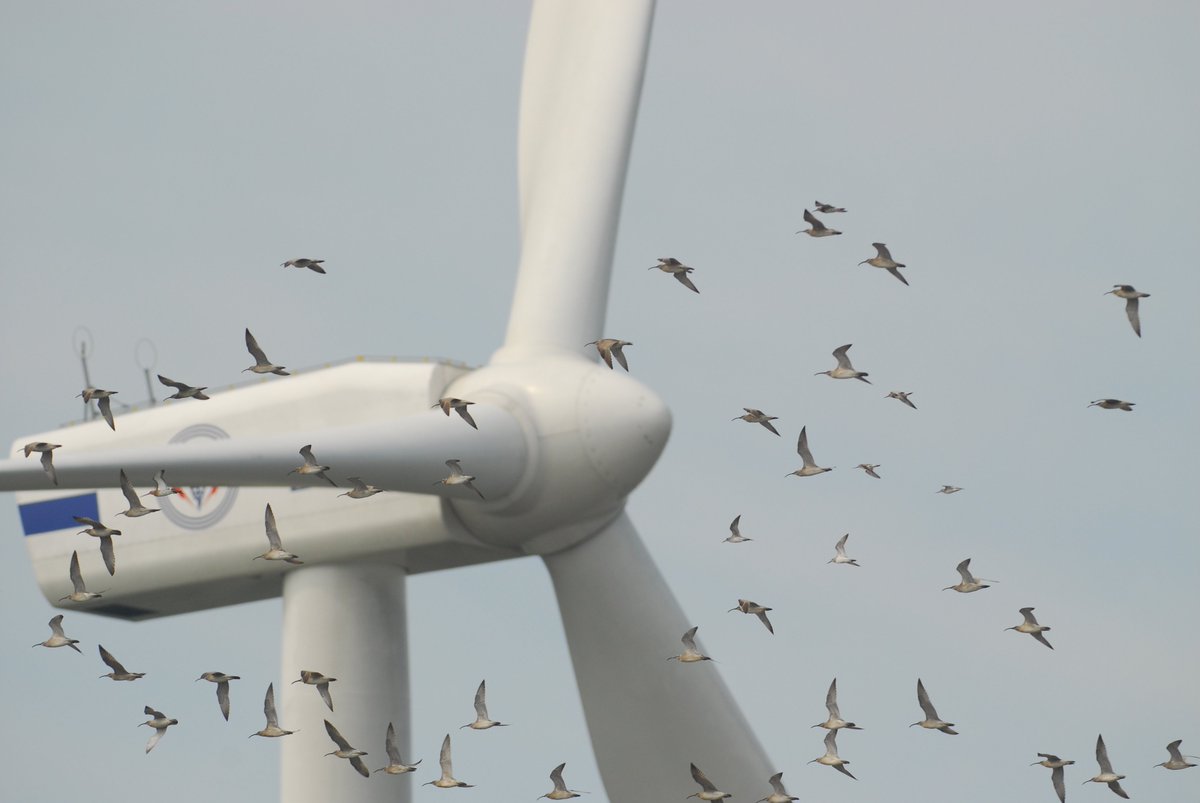 ABCbirds's tweet photo. Do you have questions about wild #birds and #bird conservation in the Americas? We have answers!
Use the #AskABCbirds hashtag or send an email (AskABCbirds@ABCbirds.org) to get your questions answered from an ABC perspective, like "why do birds hit wind turbines?" https://t.co/MXKQ4LvWCt